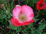 ポピー　Photograph gyarari poppy